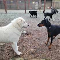 Thumbnail photo of Dipper #4