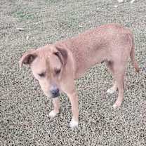 Thumbnail photo of Buster #1