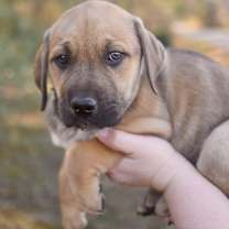 Thumbnail photo of Hershey #1