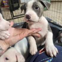 Thumbnail photo of Tiramisu #1