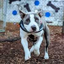 Thumbnail photo of Tesla #1