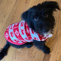 Thumbnail photo of Bodie #1