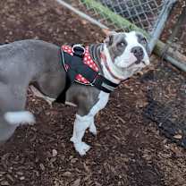 Thumbnail photo of Tesla #2