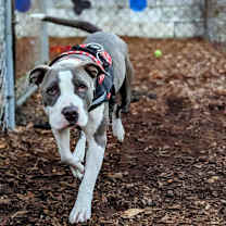 Thumbnail photo of Tesla #3