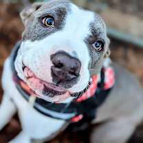 Thumbnail photo of Tesla #4