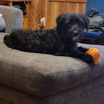 Thumbnail photo of Bodie #3