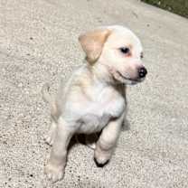 Thumbnail photo of Jacques #4