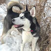 Thumbnail photo of Dodge #2