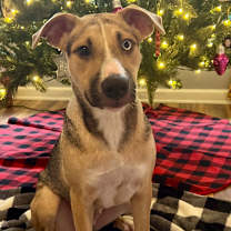 Thumbnail photo of Bunny #1