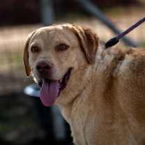 Thumbnail photo of Old Yeller JuM #1