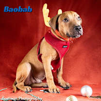 Thumbnail photo of Baobab #1