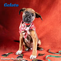 Thumbnail photo of Gelato #1