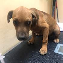 Thumbnail photo of Baobab #2