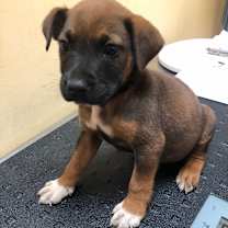 Thumbnail photo of Gelato #2