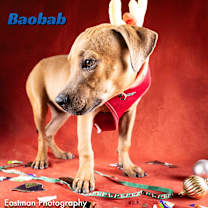 Thumbnail photo of Baobab #3