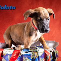 Thumbnail photo of Gelato #3