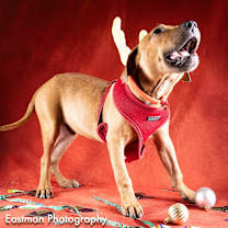 Thumbnail photo of Baobab #4