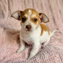 Thumbnail photo of Lolly #1