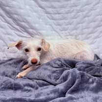 Thumbnail photo of Candy #1