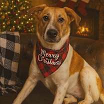 Thumbnail photo of Hazel #1