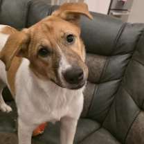 Thumbnail photo of Hazel #2