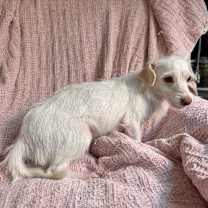 Thumbnail photo of Candy #3