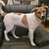 Thumbnail photo of Hazel #3