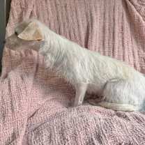 Thumbnail photo of Candy #4