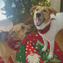 Thumbnail photo of Hazel #4