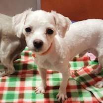 Thumbnail photo of Fluff (D25-19) #4