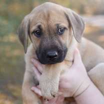 Thumbnail photo of Plum #1