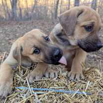 Thumbnail photo of Plum #4