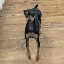 Thumbnail photo of CALVIN #3