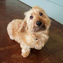 Thumbnail photo of Butterscotch #1