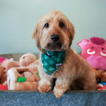 Thumbnail photo of Butterscotch #2