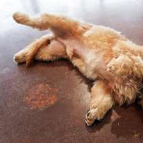 Thumbnail photo of Butterscotch #3