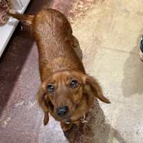 Thumbnail photo of Butterscotch #4