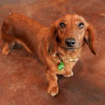 Thumbnail photo of Toasty #1