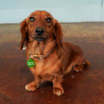 Thumbnail photo of Toasty #2