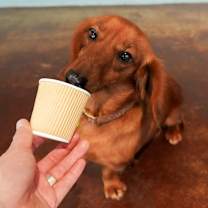 Thumbnail photo of Toasty #3