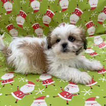 Thumbnail photo of BISCOTTI #2