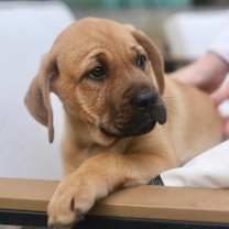 Thumbnail photo of Andes #4