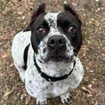 Thumbnail photo of Cal #1