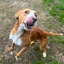 Thumbnail photo of Eggnog(HW+) #1