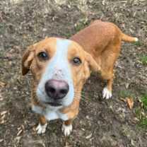 Thumbnail photo of Eggnog(HW+) #3