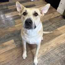 Thumbnail photo of Charlie Girl #1