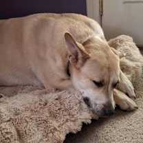 Thumbnail photo of Charlie Girl #2