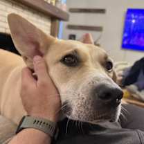 Thumbnail photo of Charlie Girl #3