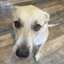 Thumbnail photo of Charlie Girl #4