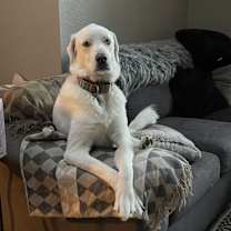 Thumbnail photo of Hank #1